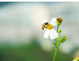 Honey Bee Stud - Earrings