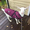 Winter Pet Waterproof - Jacket