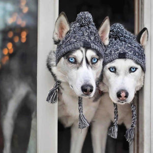 Pet Winter Beannie