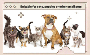 Bling Chain Collar (Dog/Cat)