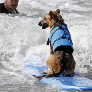 Dog Life Jacket (Reflective/Adjustable)