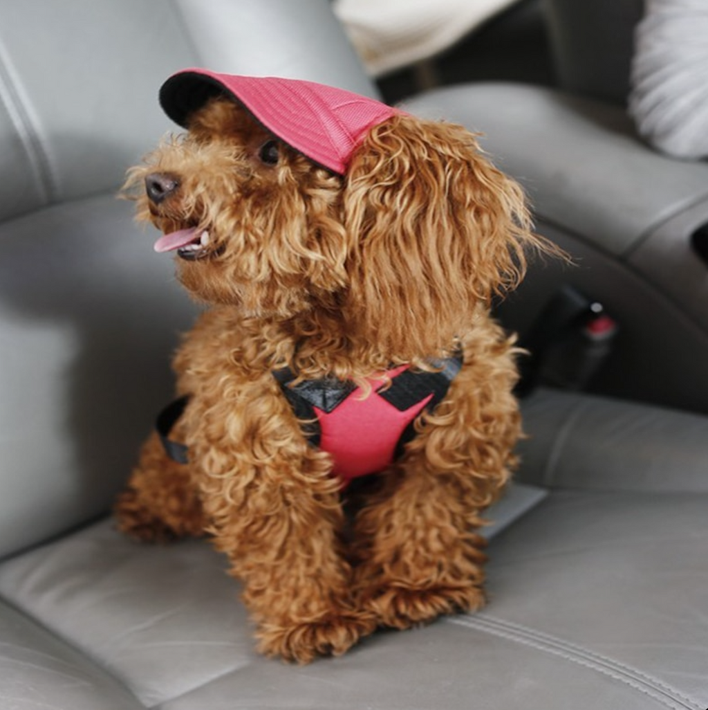Pet Dog Hats (2)