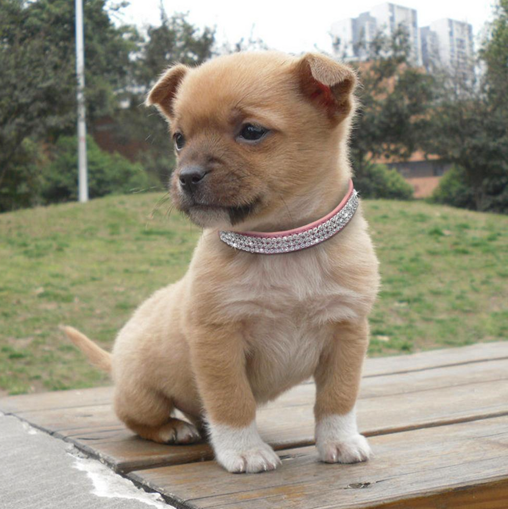 STAR PET Glitter Collars