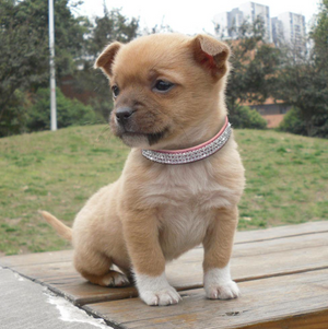 STAR PET Glitter Collars