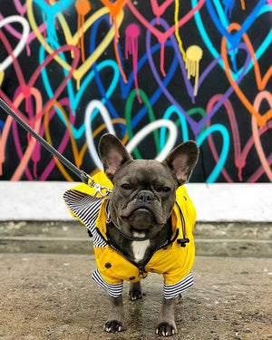 Dog/Puppy Raincoat