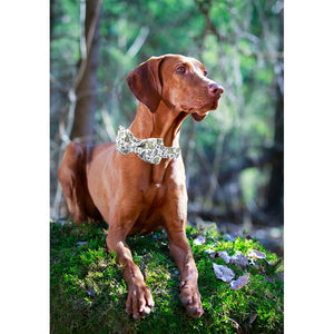 Dog Collar/Leash/Bow - Dinosaur Print