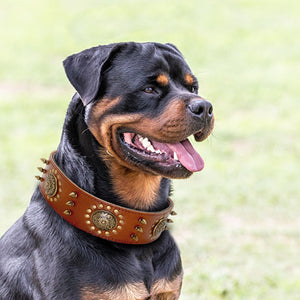 Studded Leather Dog Collars (M-L)