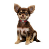Spot ID/Name Collars - Dog (Adjustable)