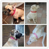Bling Stud Leather Dog Collars