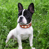 Leather Fashion Dog Collar
