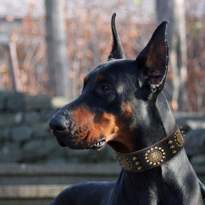 Studded Leather Dog Collars (M-L)