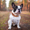 Leather Fashion Dog Collar