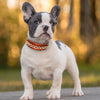 Leather Fashion Dog Collar