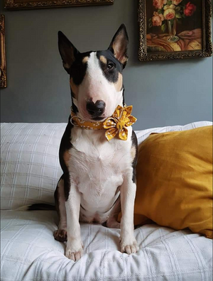 Elegant Girl - Pet Flower Collars