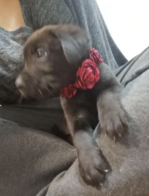 Princess Rose Cute - Pet Collar (S/M)