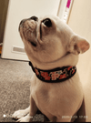 Bonza Cool - Pet Collars (Reflective)