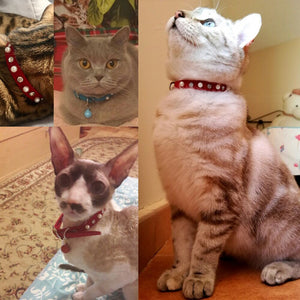 White Pearl - Cat/Dog Collar
