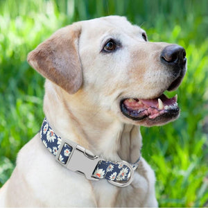 Custom ID - Doggy Collars