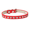 Cool to be Cute - Pet Collars