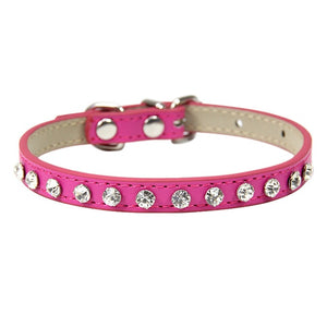 Cool to be Cute - Pet Collars