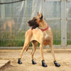 PET Booties (4pcs/set Waterproof)