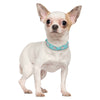 Walking Bling - Pet Collars