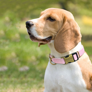 Simple & Smart - ID Pet Collars (S/M/L)