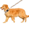 Stars & Specks - Pet Collar (S-XXL-Adjustable)