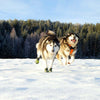 Truelove Snow Shoes - Pets (Reflective)