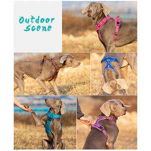 Pet Safety Harness