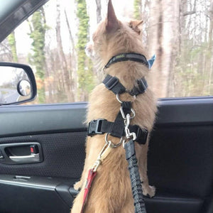 Pet Car - Safety Belt