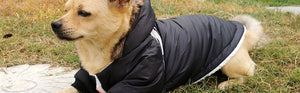 Winter Waterproof - Pet Jacket