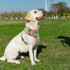 Tropical Pet Harness (S M L XL)