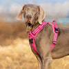 Pet Safety Harness