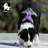 Pet Safety Harness