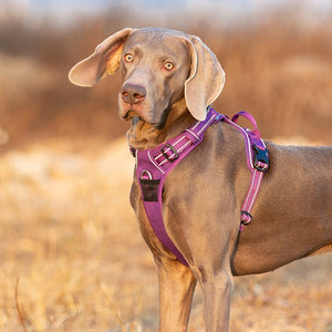 Pet Safety Harness