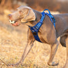 Pet Safety Harness