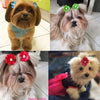 Miss Daisy Pet Bows
