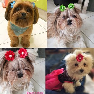 Miss Daisy Pet Bows