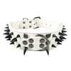  Cool & Sharp - Pet (Stud Collars) (S-XL), Collar, Star Pets Product Workshop, Miss Molly & Co. - Miss Molly & Co.