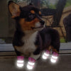 Paw Snow Boots - Pets (Reflective/Waterproof)