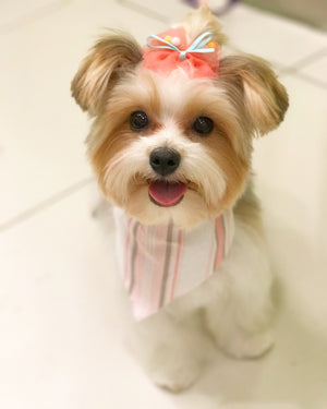  Lace & Bows - Pet Hair Grooming (20pcs), Pet Hair Clips, Darlingg Doggy Store, Miss Molly & Co. - Miss Molly & Co.